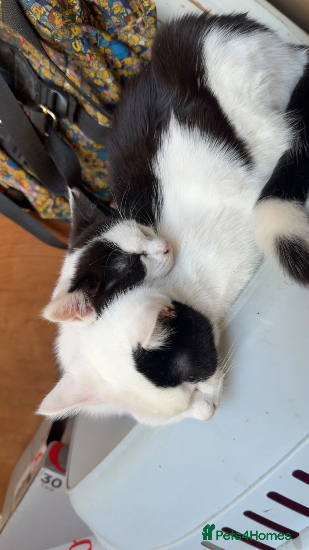 Mixed Breed cats for sale: 2 beautiful mixed bread cats - Advert 1