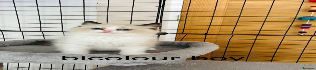 Ragdoll Kitten 2