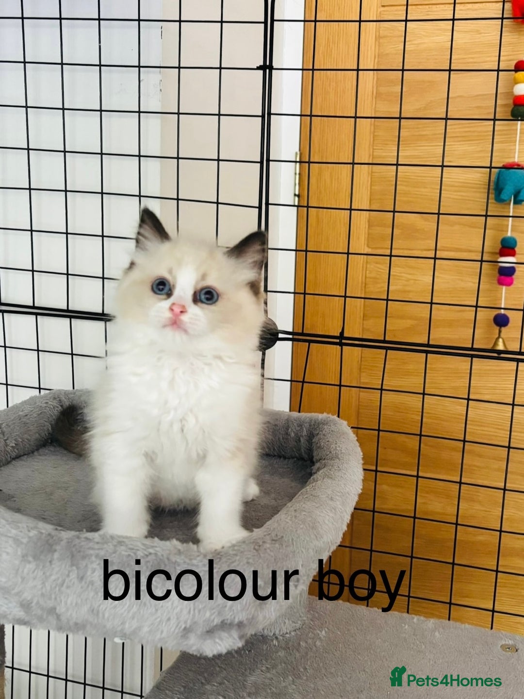 Ragdoll cats for sale: Beautiful ragdoll kittens  - Image 4