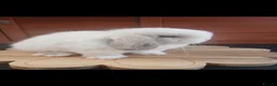 Mini Lop rabbits for sale: Stunning purebred mini lop babies - Advert 19