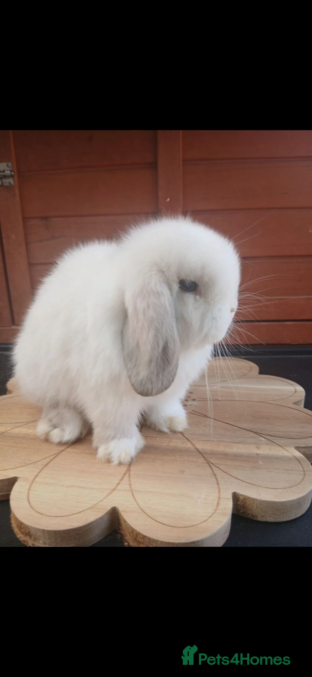 Mini Lop rabbits for sale: Stunning purebred mini lop babies - Advert 19