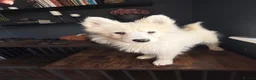 Samoyed dogs for sale: Only 3 females left - Advert 5