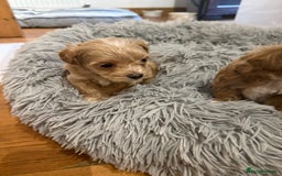 Maltipoo dogs for sale: Real life teddy bear f1 Maltipoos ❤️💥 - Image 22