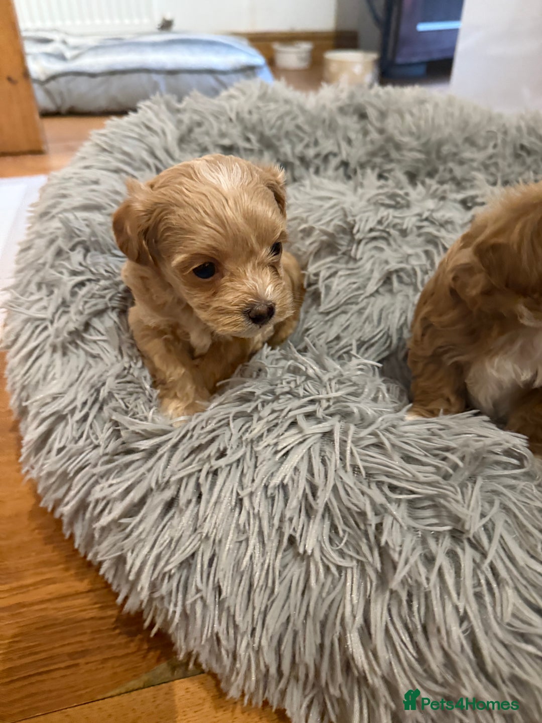 Maltipoo dogs for sale: Real life teddy bear f1 Maltipoos ❤️💥 - Image 22