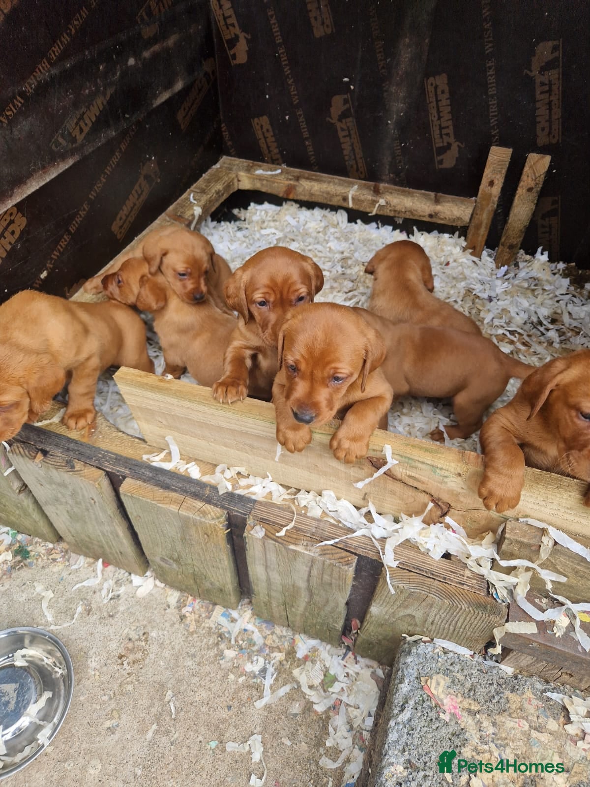 Labrador Retriever dogs Beautiful Fox Red Labrador Puppies For Sale - Advert 2