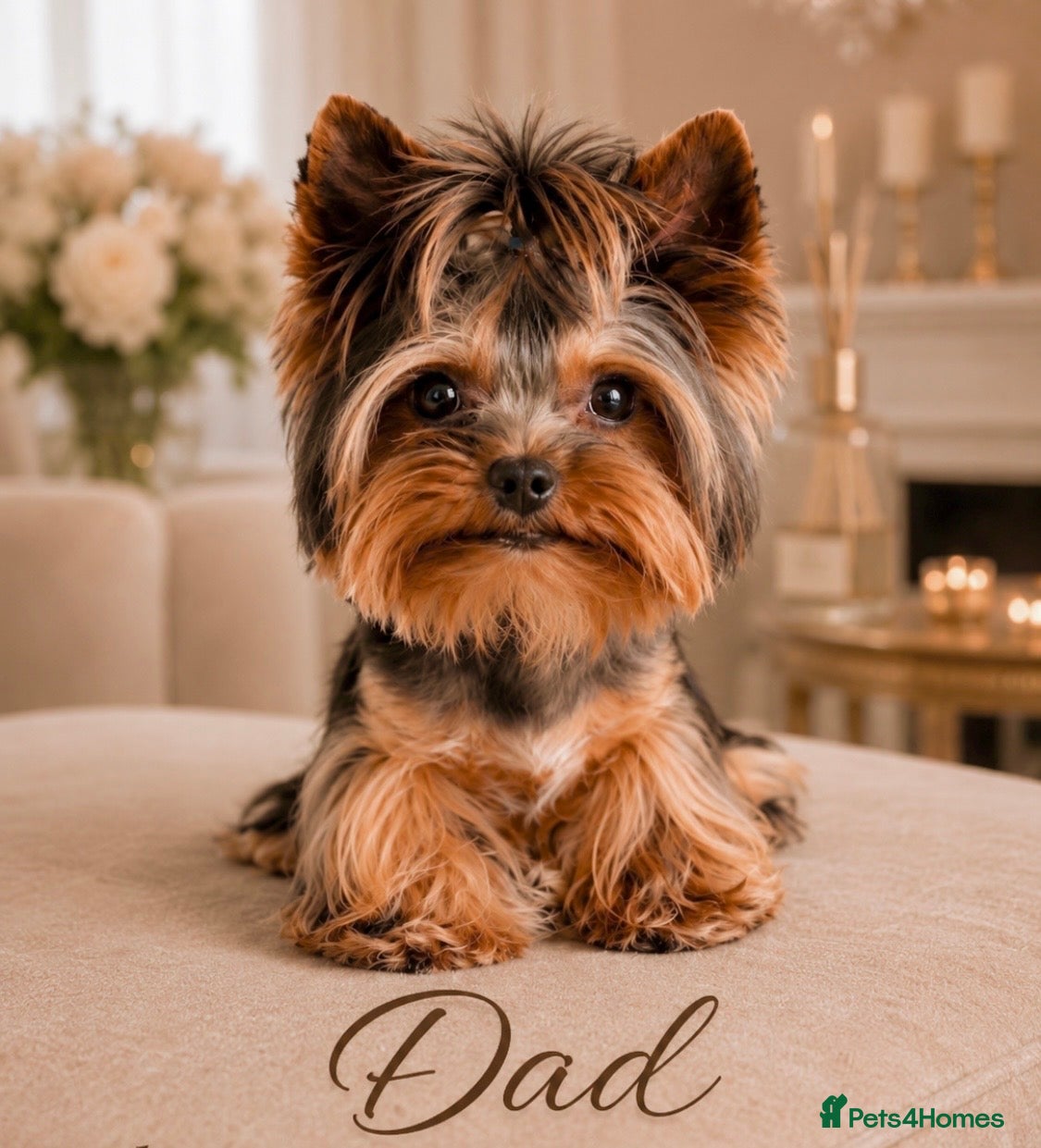 Yorkshire Terrier dogs ❣️ Beautiful Miniature Yorkshire Terrier Puppies❣️ - Advert 7