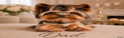 Yorkshire Terrier dogs for sale: ❣️ Beautiful Miniature Yorkshire Terrier Puppies❣️ - Advert 1