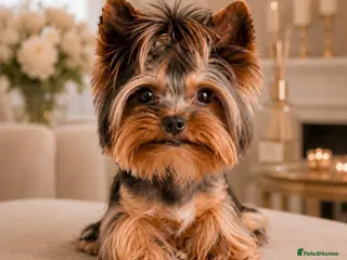 Yorkshire Terrier dogs ❣️ Beautiful Miniature Yorkshire Terrier Puppies❣️ - Advert 6
