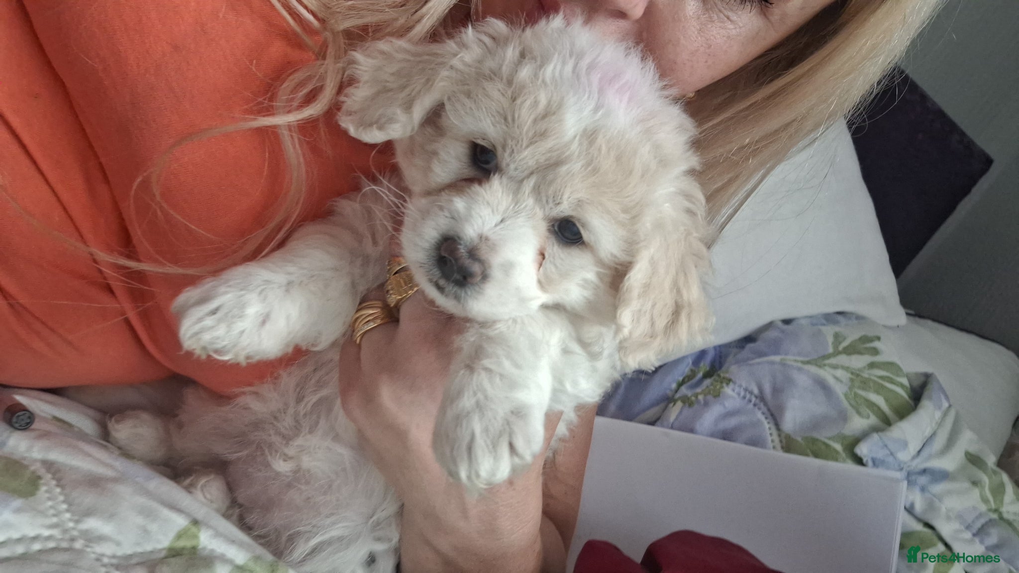 Maltese dogs Maltese bishon  - Advert 16