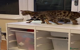 Bengal cats for sale: Two Bengal Brother - Image 2
