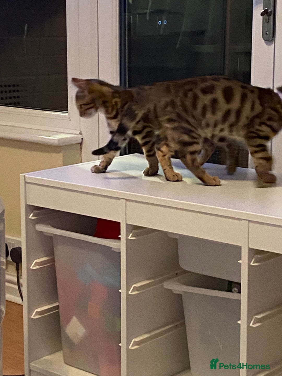 Bengal cats for sale: Two Bengal Brother - Image 2