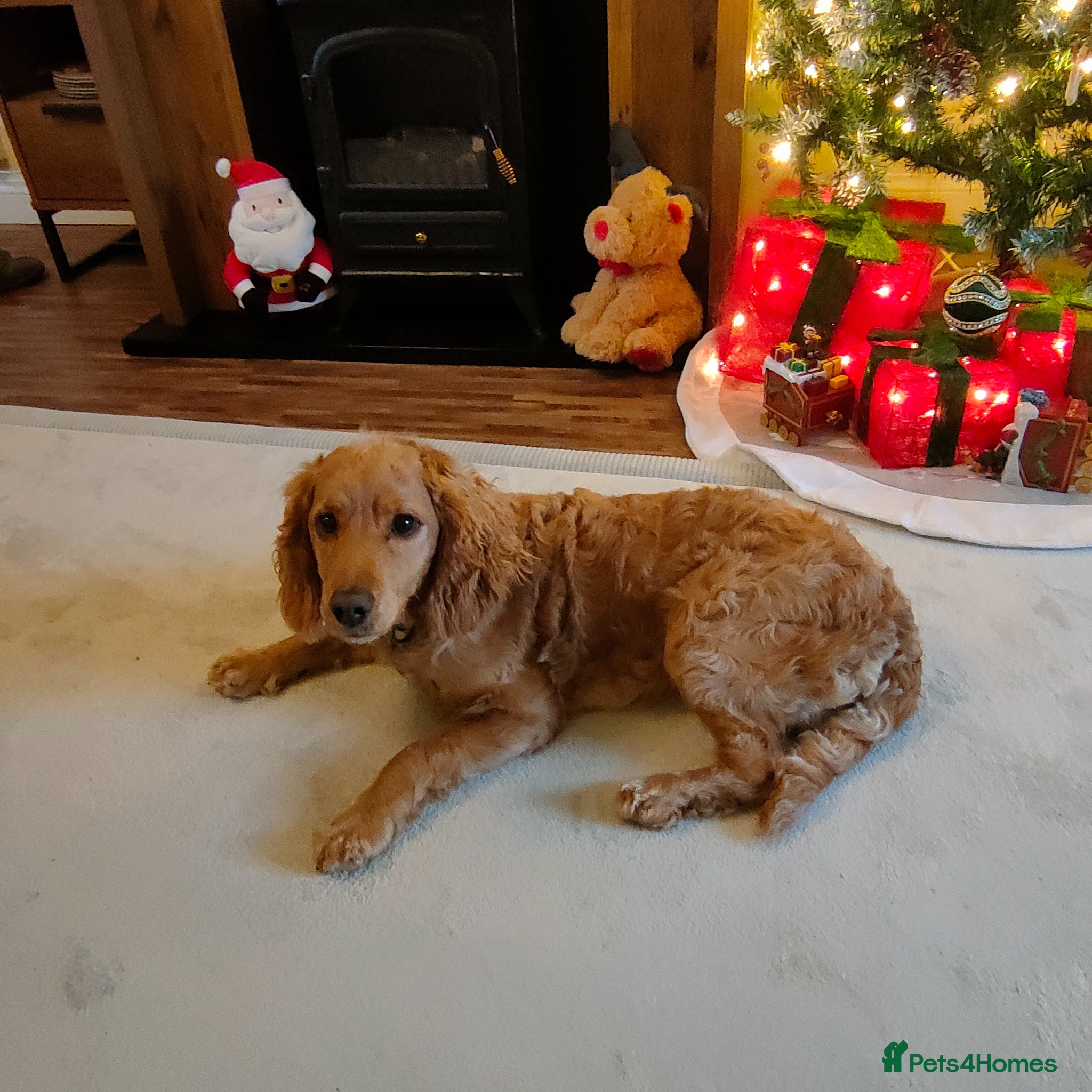 Cockapoo dogs for stud: Cockapoo for stud  in Yeovil - Advert 1