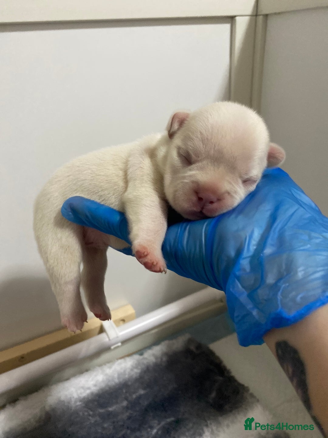 French Bulldog dogs for sale: Beautiful frenchie puppies 🐶  - Image 8