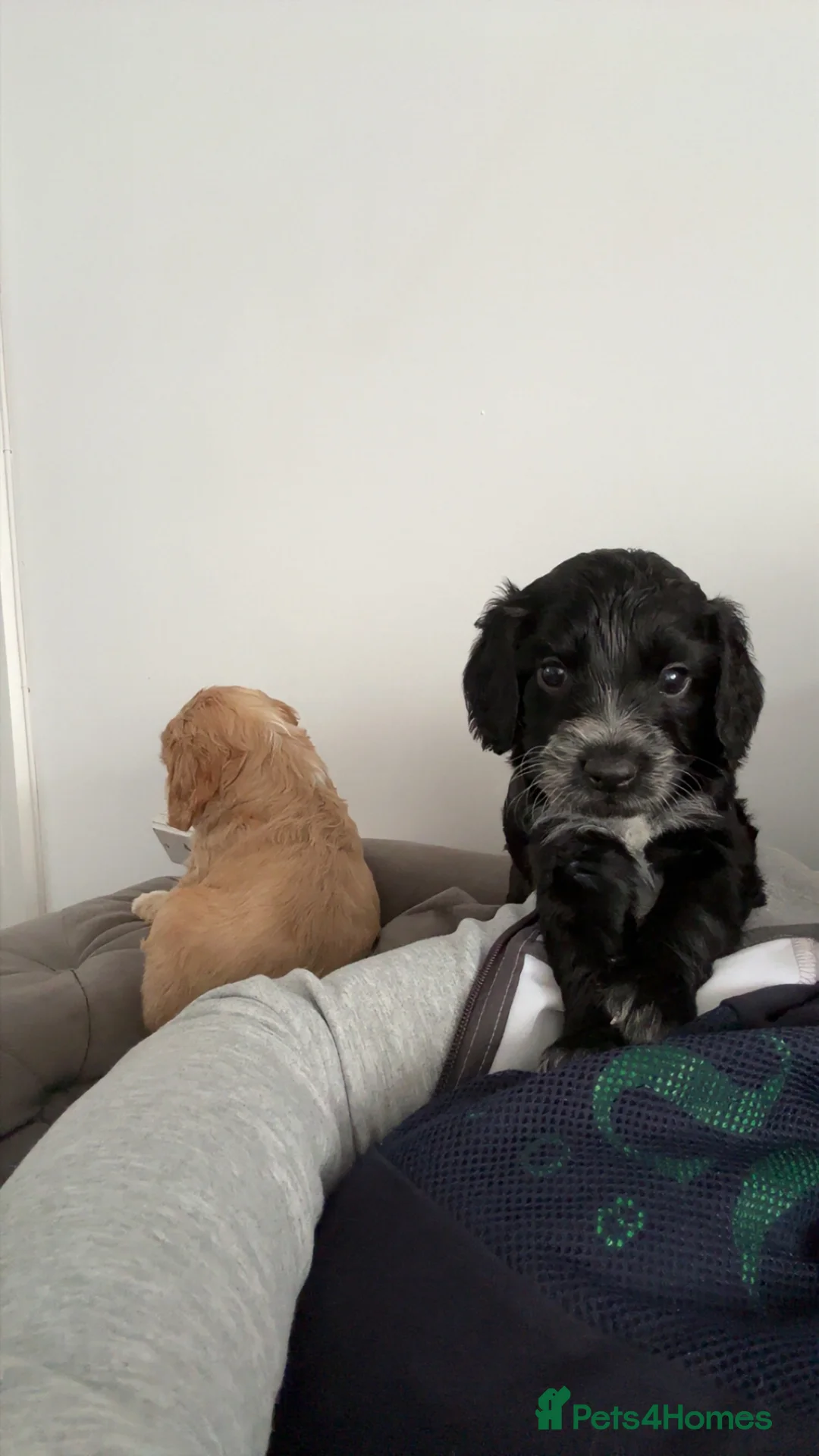 Cockapoo dogs for sale: 2 Male Cockapoo Puppies - Advert 2