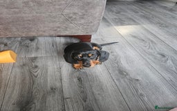Dachshund dogs for sale: Last little dachshund girl - Image 1