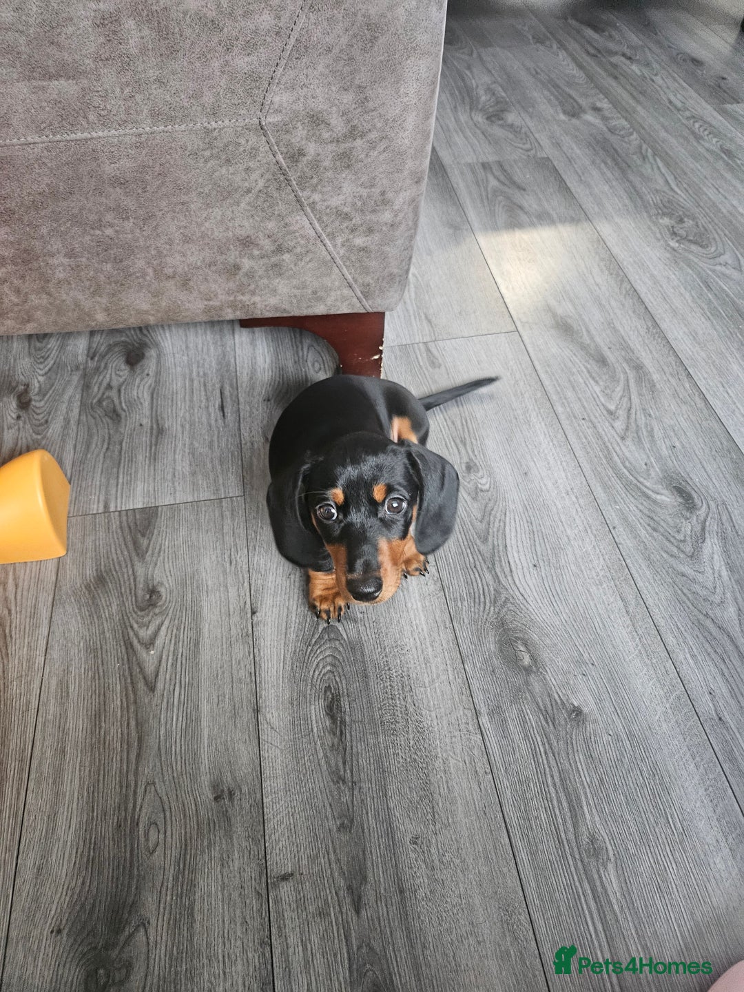 Dachshund dogs for sale: Last little dachshund girl - Image 1
