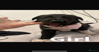 Mixed Breed dogs - Advert 2