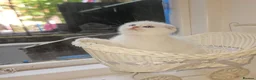 Scottish Fold cats for sale: Tica full pedigree scottish fold kittens london  - Advert 10