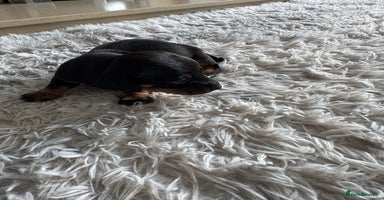 Dachshund dogs - Advert 1