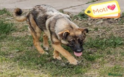 Mixed Breed dogs for adoption: 💖🐶 MOTI 🐶💖 - Image 12