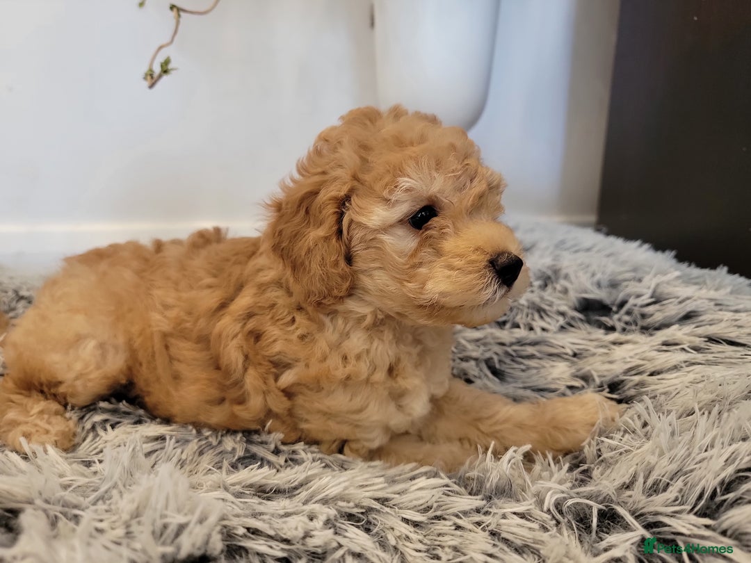 Maltipoo dogs for sale: F1b Maltipoo (Ready to leave now)   - Image 17
