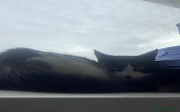 Mixed Breed cats for sale: Black and White Tiny Cat  - Image 2