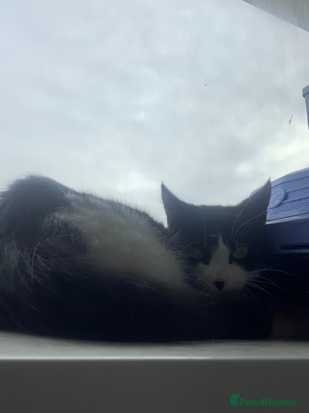 Mixed Breed cats for sale: Black and White Tiny Cat  - Image 2