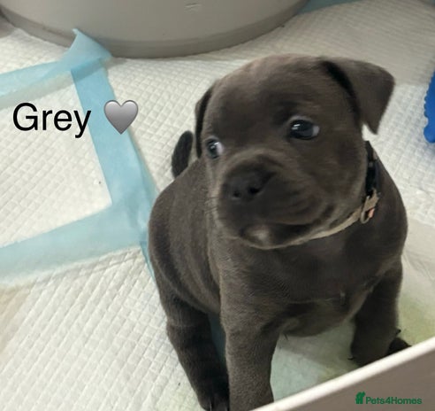 Staffordshire Bull Terrier dogs - Advert 2