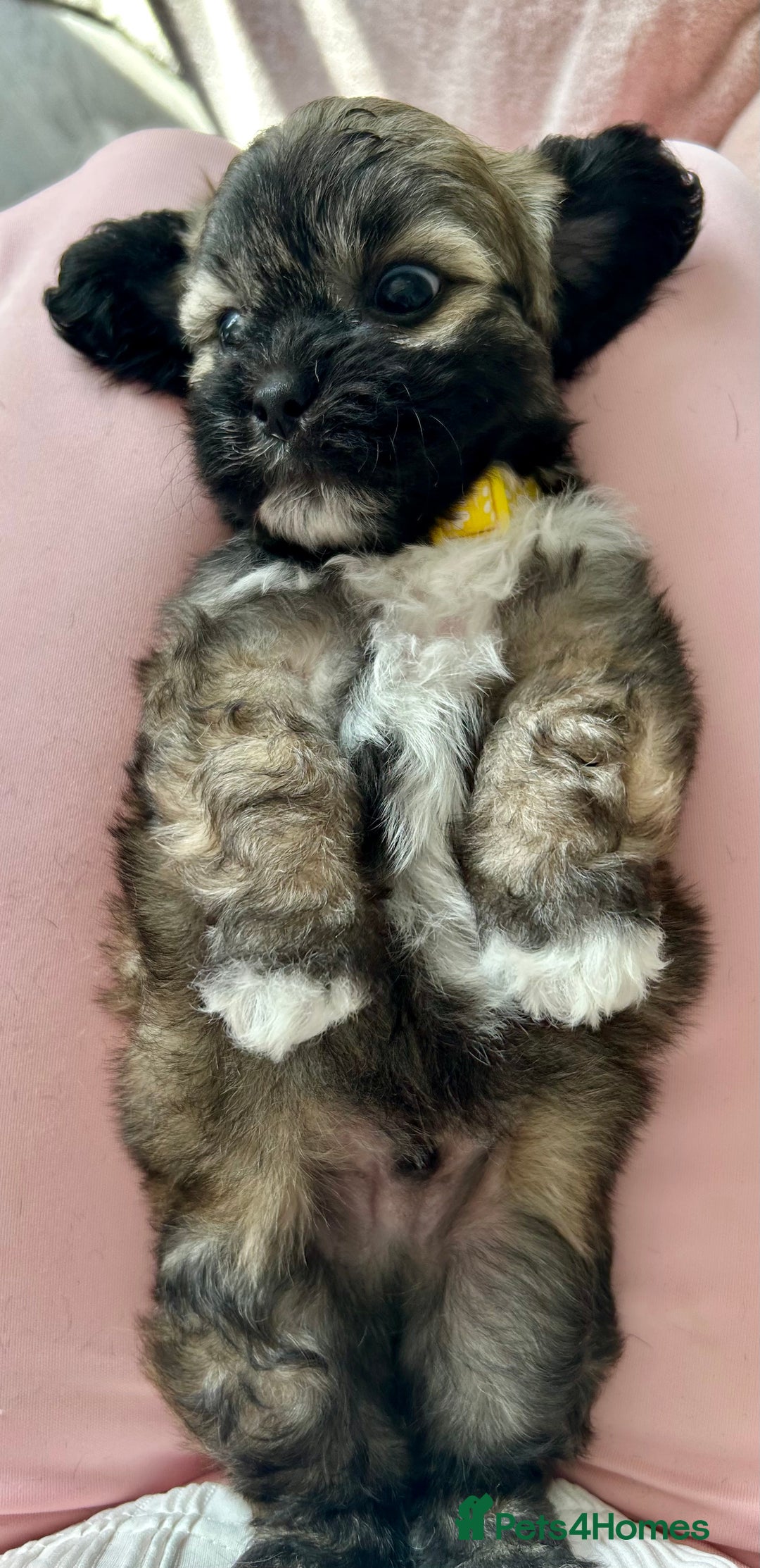 Mixed Breed dogs for sale: La Chon Puppies!  - Image 10