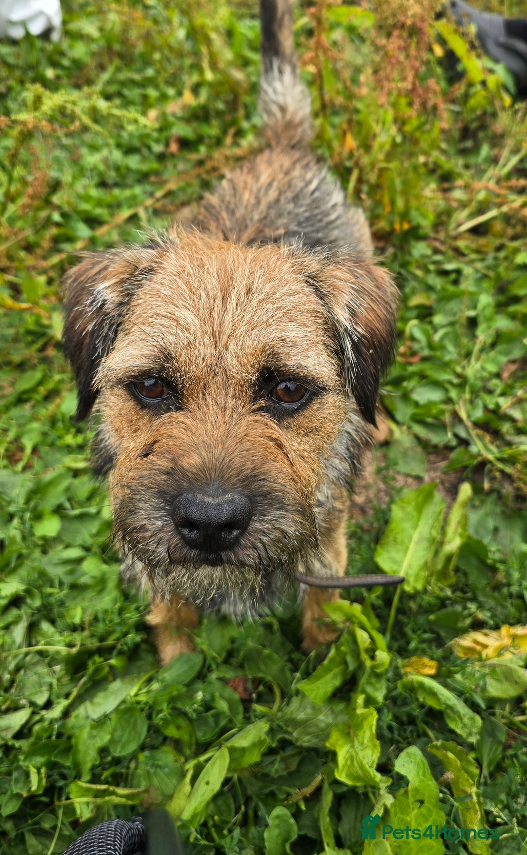 Border Terrier dogs for sale: Border Terrier Puppies  - Image 16