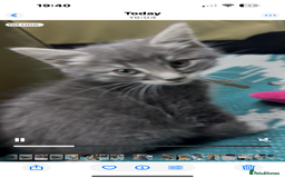Maine Coon cats for sale: Mainecoon  - Image 6