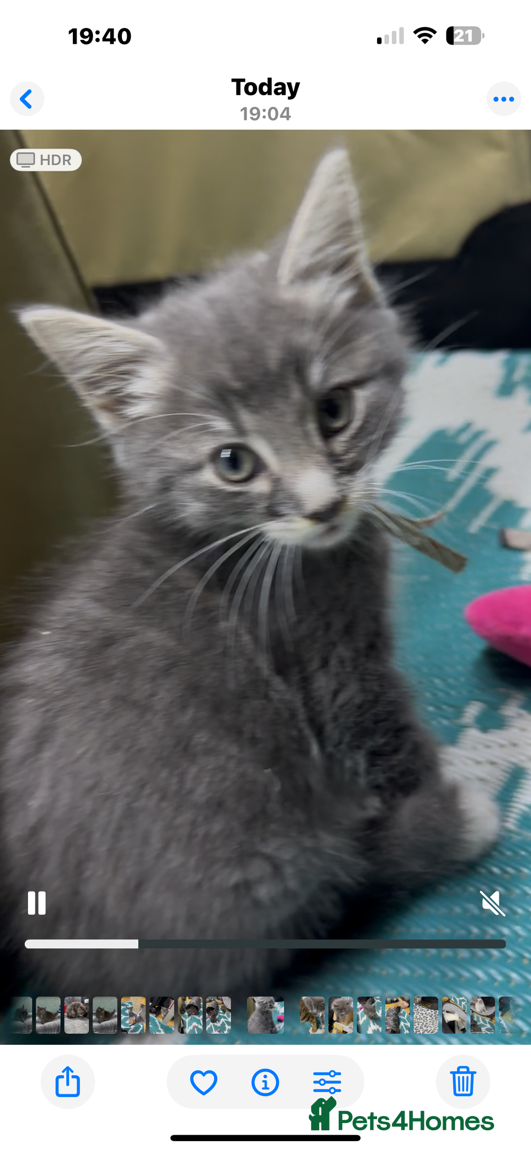 Maine Coon cats for sale: Mainecoon  - Image 6