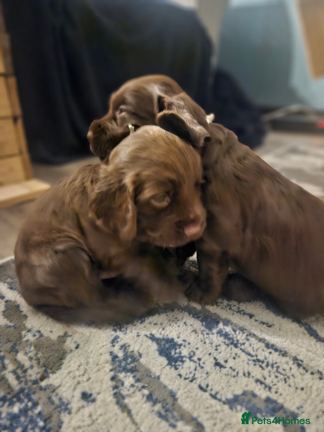 Sprocker dogs for sale: 3 chocolate sprocker males available  - Advert 4
