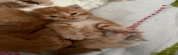 Mixed Breed cats for sale: Mixed Maine Coon kittens - Advert 16