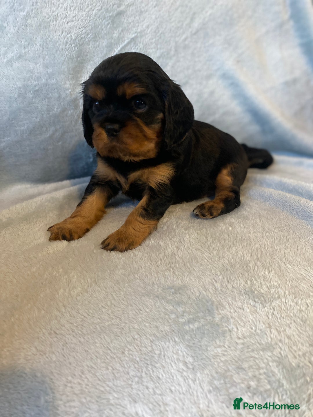 Cavalier King Charles Spaniel dogs for sale: KC Reg CKCS Puppies *health tested parents* - Image 7