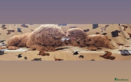 Cavapoo dogs for sale: Ruby red cavapoo puppies - Image 5
