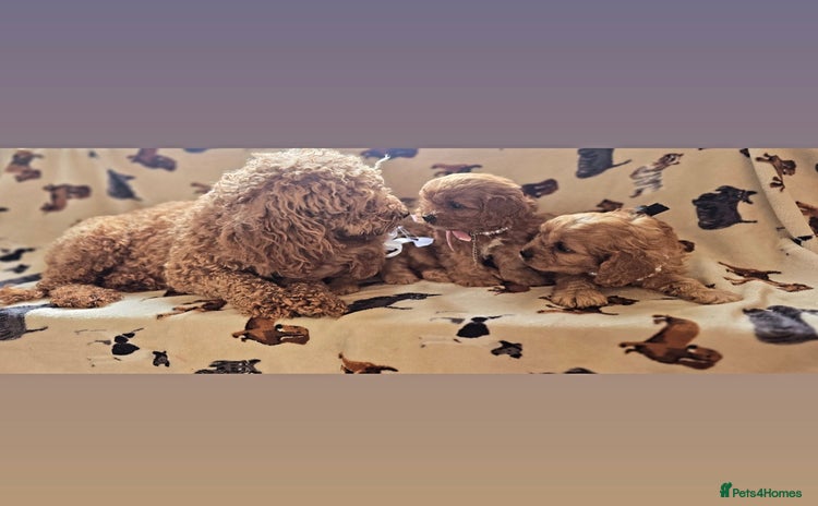 Cavapoo dogs - Advert 13