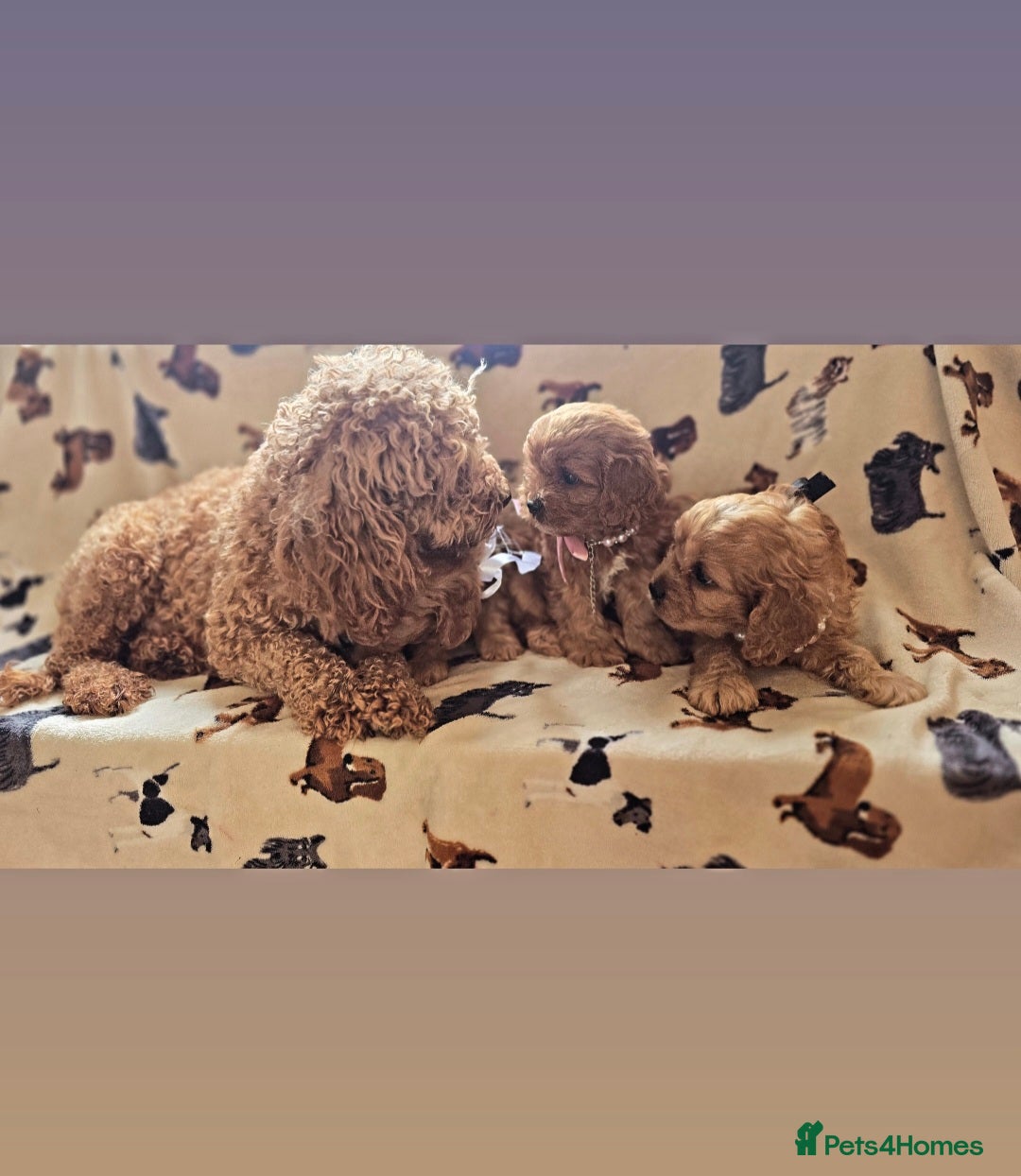 Cavapoo dogs for sale: Ruby red cavapoo puppies - Image 5
