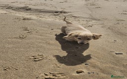 Dachshund dogs for sale: Cream boy and girl Miniature dachshund - Image 12