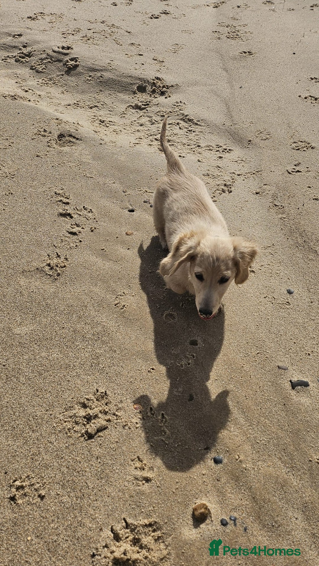 Dachshund dogs for sale: Cream boy and girl Miniature dachshund - Image 12