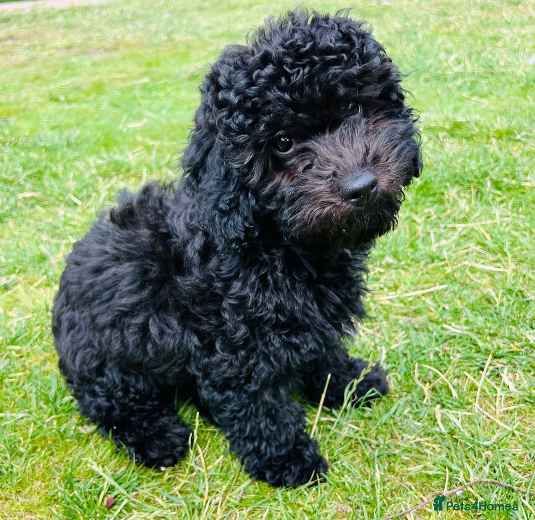 Cockapoo dogs for sale: Cockapoo Boy - Black - 4 month old - Image 6