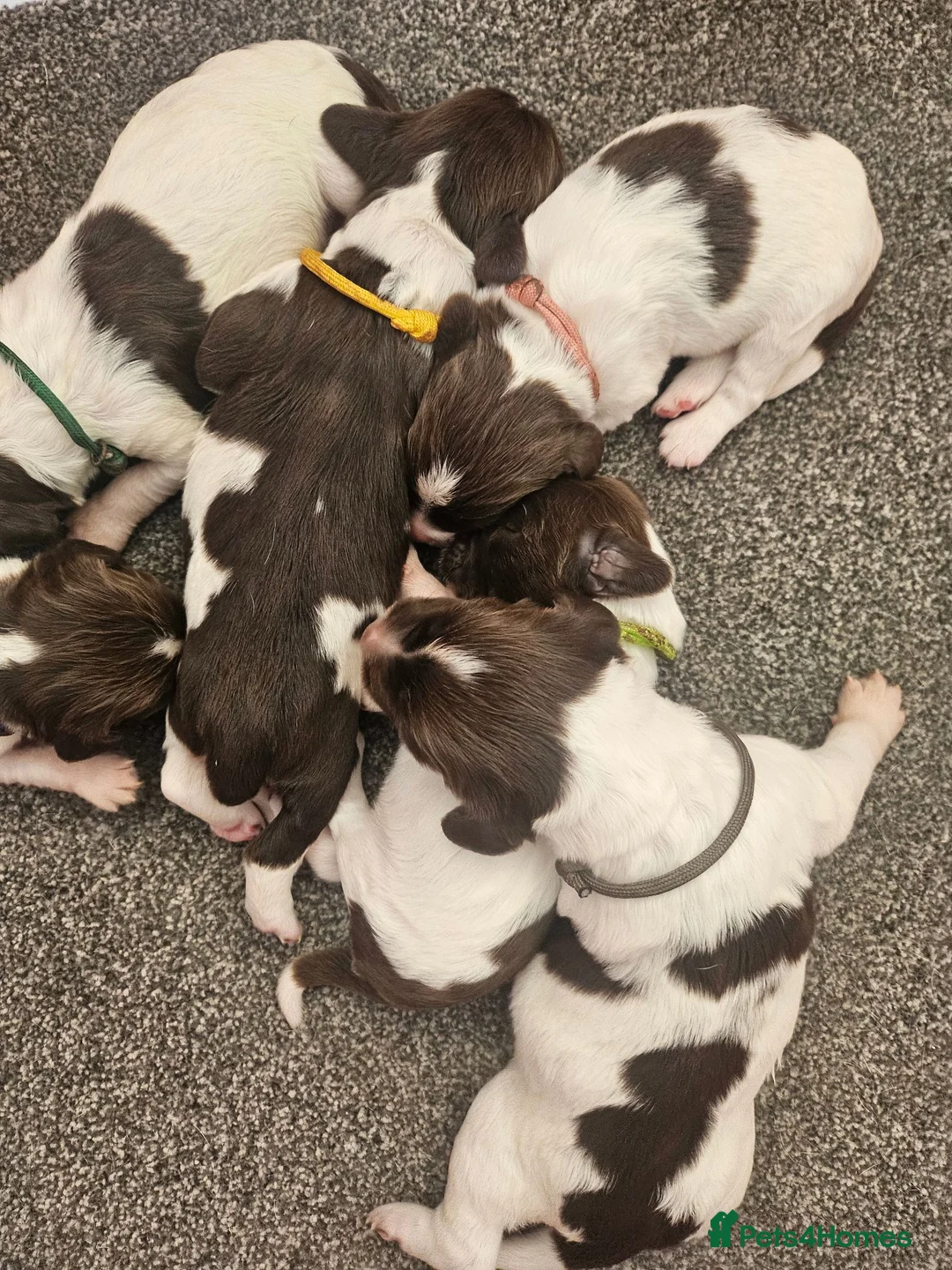 English Springer Spaniel dogs for sale: English springer puppies  - Advert 2