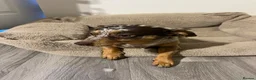 Mixed Breed dogs for sale: Dachshund/Chihuahua/mix breed - Advert 2