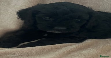 Cockapoo dogs - Advert 2