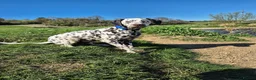 Dalmatian dogs for sale: Litter of pure Dalmatian puppies - Advert 4