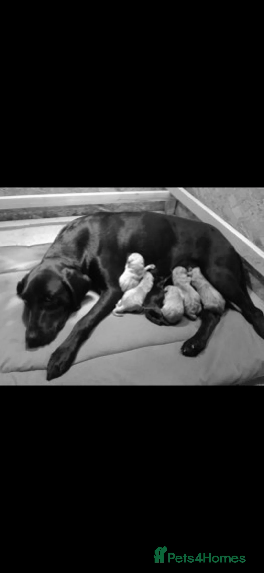 Miniature Poodle dogs for stud: Extensively Health Tested Deep Red Mini Poodle in Mansfield - Advert 30