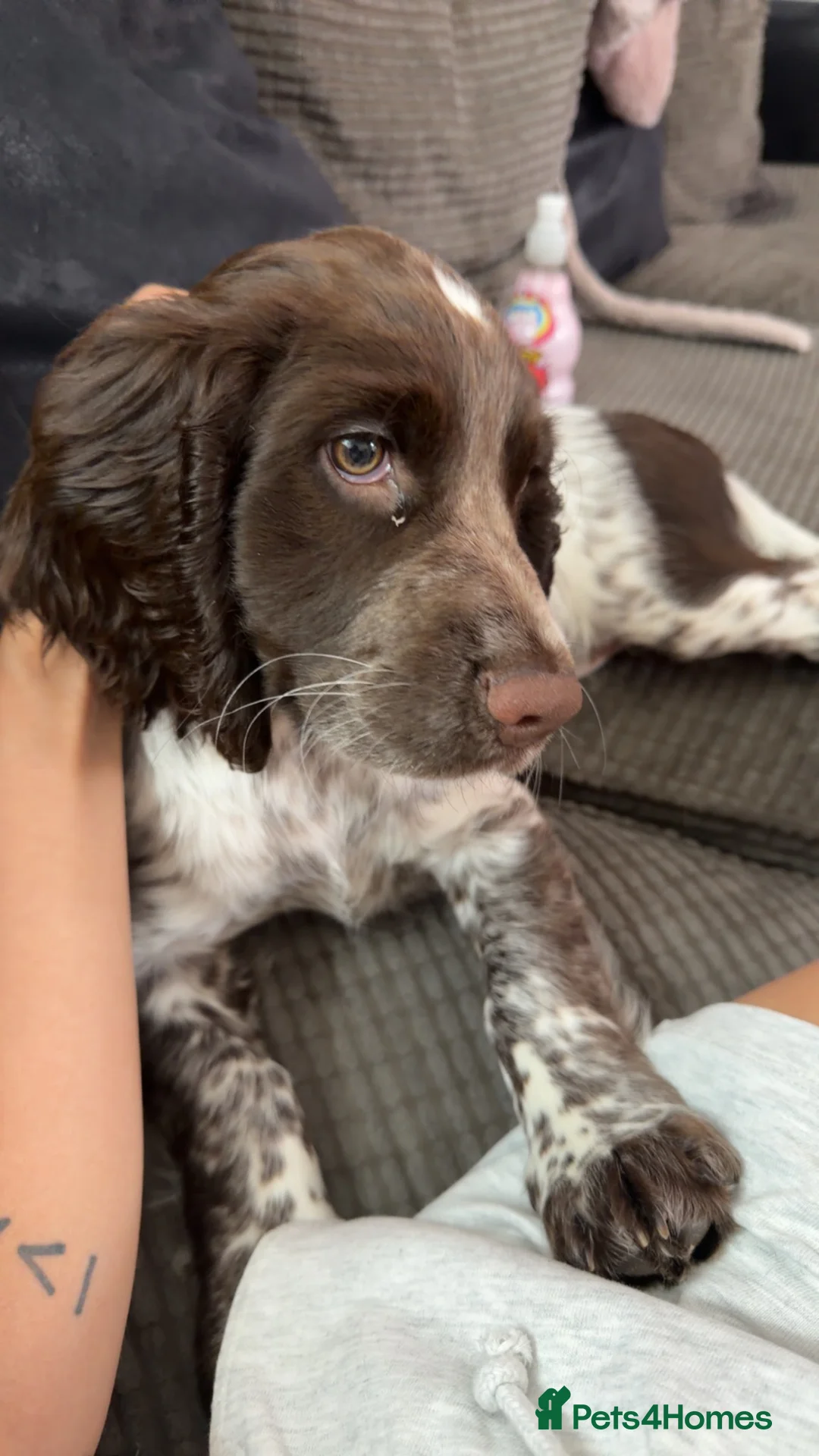 Sprocker dogs for sale: 14 week puppy for rehoming!! - Advert 2