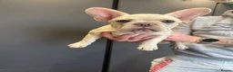 French Bulldog dogs for sale: French bulldog puppies in Dumfries - Advert 4