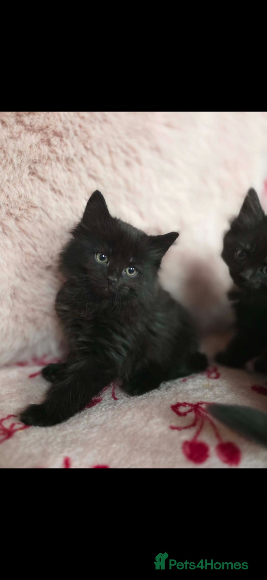 Mixed Breed cats Male Maine coin mix  - Advert 7