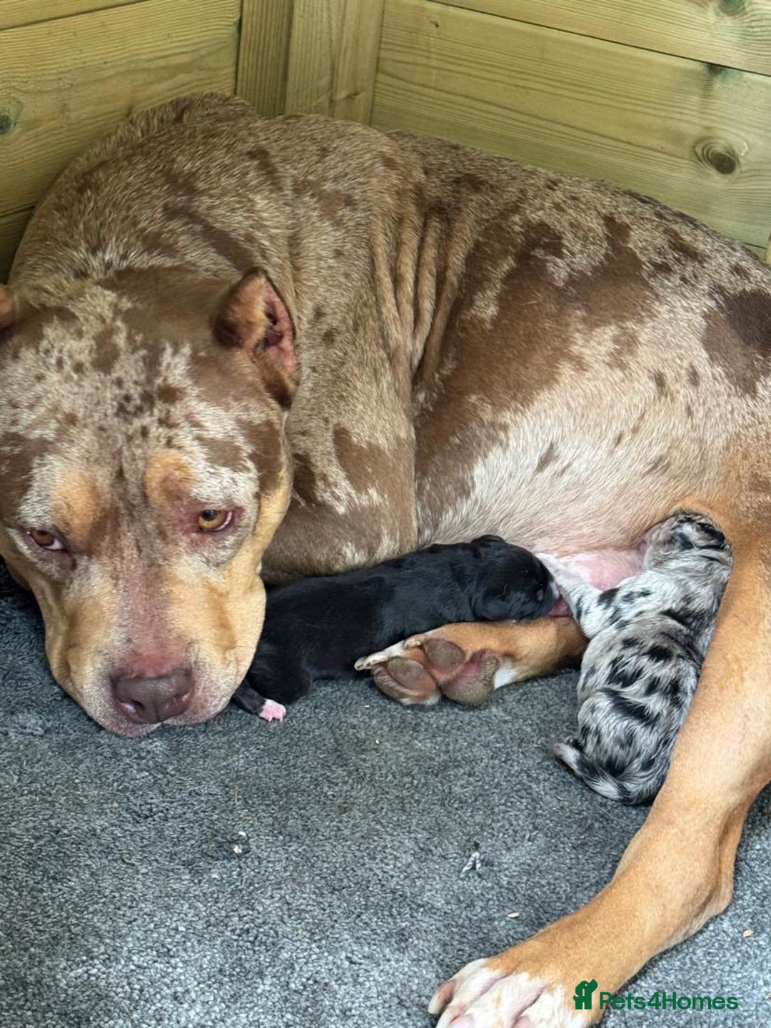 Mixed Breed dogs for sale: Border/Bullie Cross Merle Male Puppy 11 Weeks - Image 15